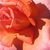 Vörös - Teahibrid rózsa - Divine